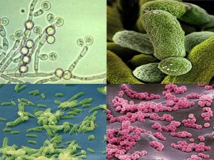 Bùn vi sinh là một tập hợp các quần thể vi sinh vật