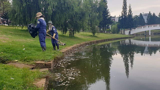 Cách xử lý hiện tượng phú dưỡng