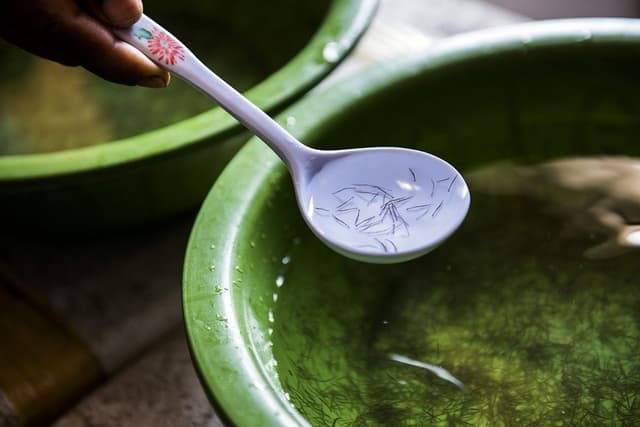 Khi lựa chọn giống tôm thẻ chân trắng bạn phải biết rõ về nguồn gốc của tôm bố mẹ mới có thể cho ra lứa con đạt chuẩn