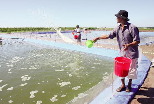 Lượng thức ăn cho tôm phải đảm bảo đúng liều lượng cần thiết và thích hợp với từng giai đoạn nuôi tôm