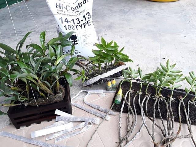 Những lưu ý khi bón phân cho lan