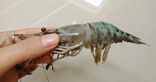 Nuôi tôm đạt hiệu quả buộc bạn phải biết cách theo dõi, phát hiện tôm bệnh mới có thể xử lý kịp thời