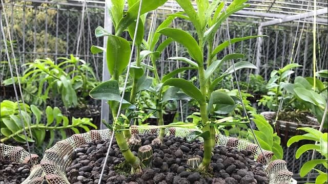 Phân bón cho lan nào tốt? Cách bón phân cho lan hiệu quả nhất hiện nay