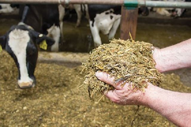 Thức ăn của gia súc được ủ với chế phẩm sinh học giúp gia tăng dinh dưỡng