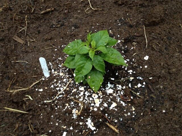 Trứng vụn hay mạt cưa có tác dụng xua đuổi ốc sên ngăn chặn chúng phá hoại cây trồng