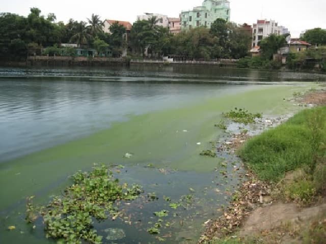 Vì sao lại xuất hiện phú dưỡng?