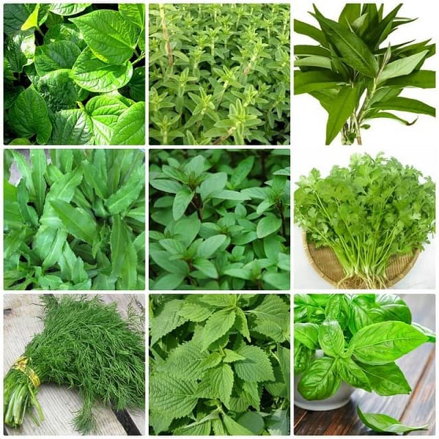 TOP 7 các loại rau dễ trồng nhanh thu hoạch tại nhà