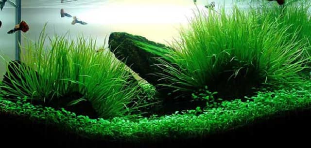 Phương pháp tạo vi sinh cho hồ cá