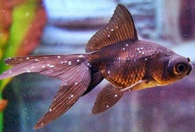 Chứng bệnh nấm ở cá