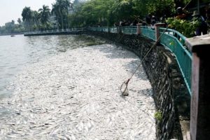 Dấu hiệu của phú dưỡng