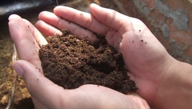 TOP 7 các loại rau dễ trồng nhanh thu hoạch tại nhà