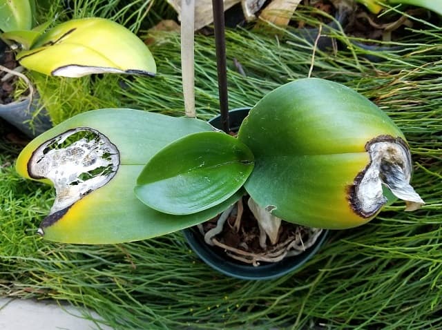 Lan bị vàng do vi khuẩn, nấm gây nên