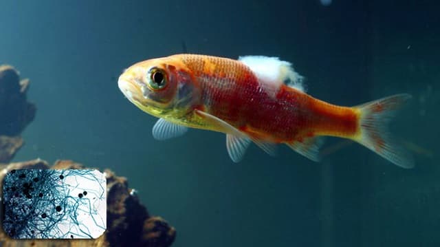 Nguyên nhân cá bị nấm và cách phòng trị