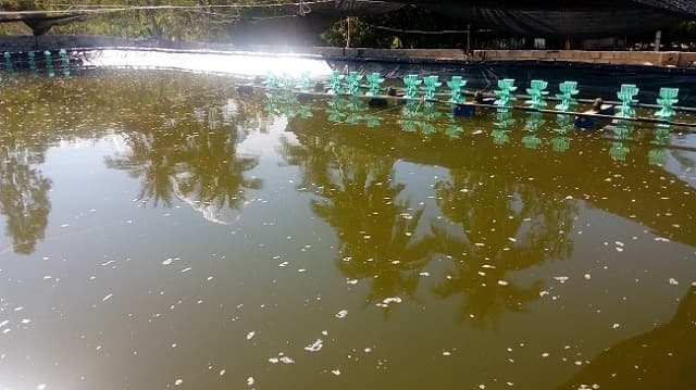 Nước ao nuôi tôm bị đục