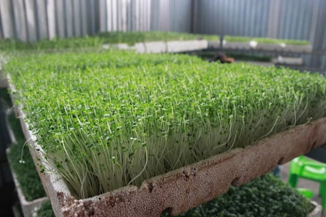 TOP 7 các loại rau dễ trồng nhanh thu hoạch tại nhà