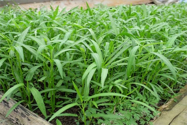 TOP 7 các loại rau dễ trồng nhanh thu hoạch tại nhà