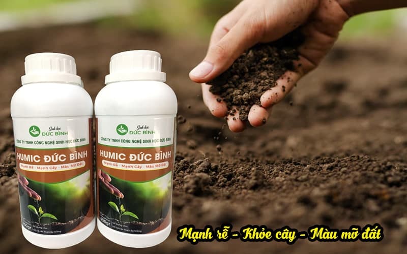 Humic Đức Bình giúp mạnh rễ, khỏe cây, màu mỡ đất ... còn được sử dụng để ủ đậu tương, dịch chuối, phân cá ... tạo ra phân đạm sinh học vô cùng hữu hiệu cho cây trồng