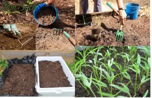 Hướng dẫn quy trình làm đất trồng rau tại nhà đơn giản