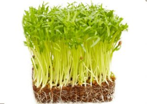 Cách trồng rau mầm dưới đất