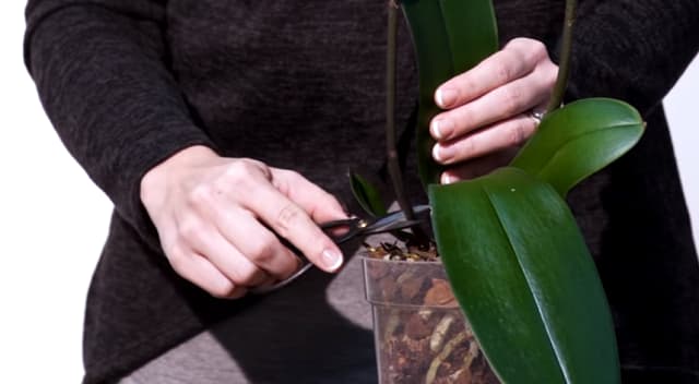Cắt tỉa những lá hay hoa bị tàn để có thể mọc ra hoa mới