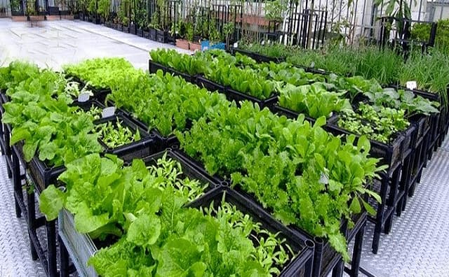 Chọn đất phù hợp giúp rau xanh mơn mởn và khỏe