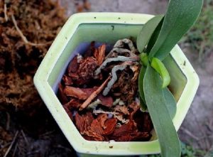 Chức năng và công dụng của vỏ thông trong trồng cây