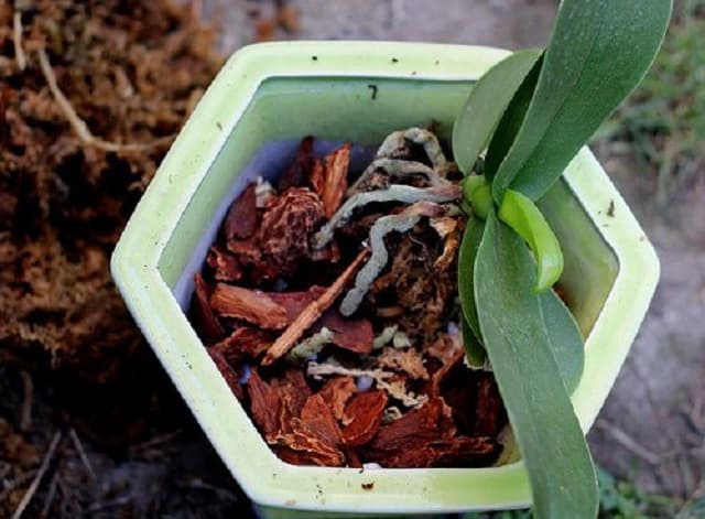 Chức năng và công dụng của vỏ thông trong trồng cây