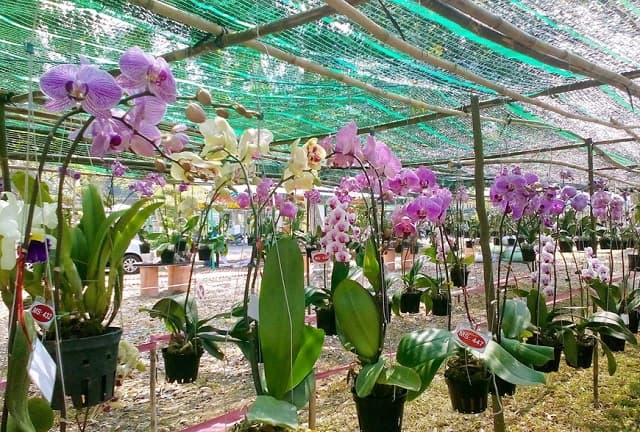 Một số lưu ý khi thực hiện phương pháp sử dụng vỏ thông làm giá thể