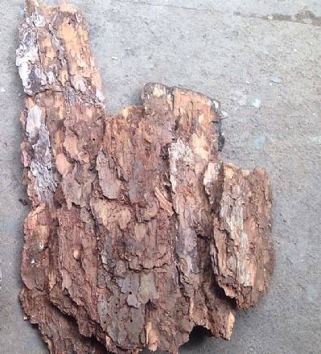 Một vài nét sơ qua về vỏ thông