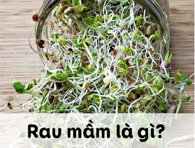 Một vài nét về rau mầm