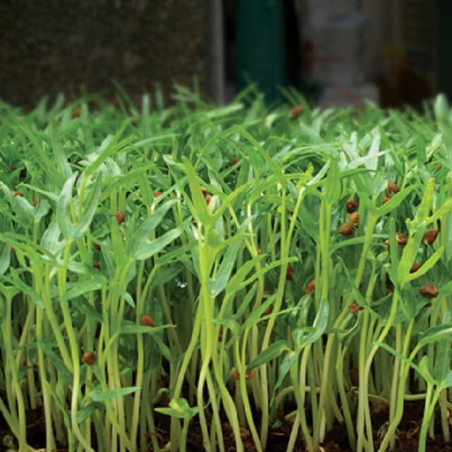 Các loại rau mầm & cách trồng rau mầm hiệu quả tại nhà