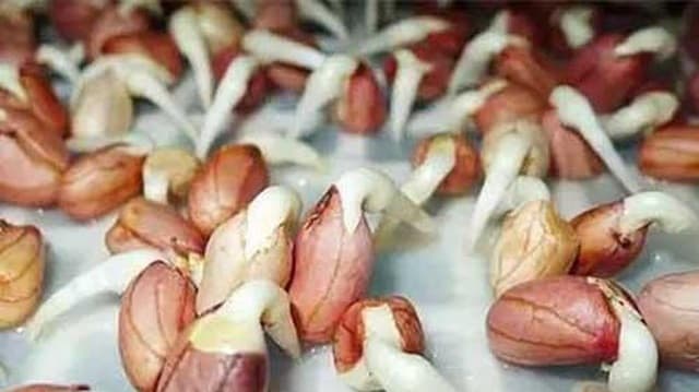 Các loại rau mầm & cách trồng rau mầm hiệu quả tại nhà