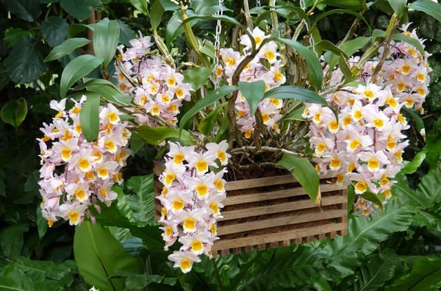 Thời gian để cây ra hoa còn tùy thuộc vào từng loài hoa lan