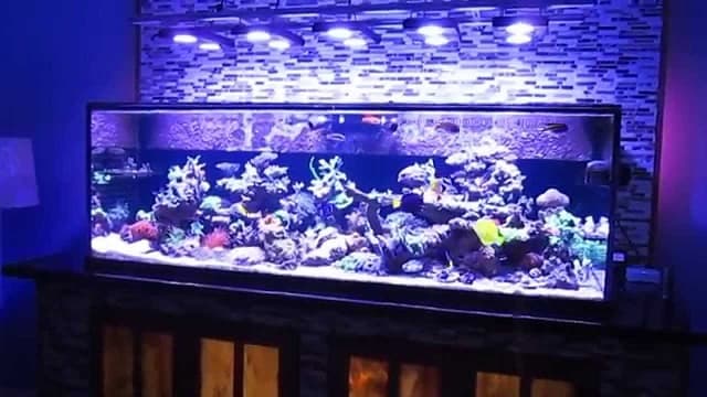 Thừa ánh sáng cũng là nguyên nhân dẫn đến tình trạng rêu xanh trong bể cá