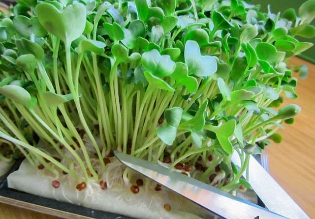 Cách trồng rau mầm bằng giấy ăn