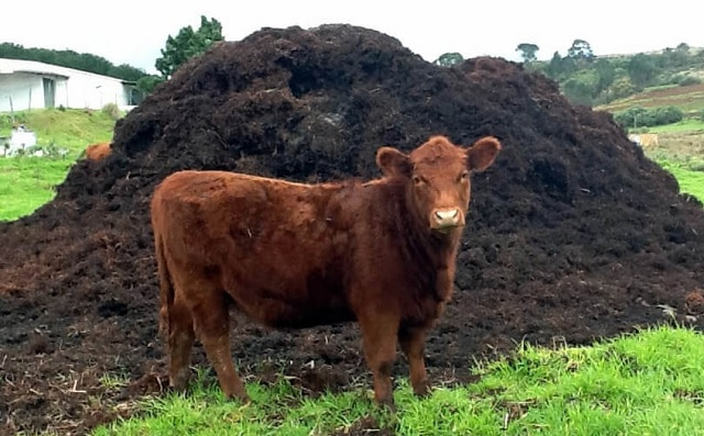 Các loại phân chuồng ủ hoai mục phổ biến