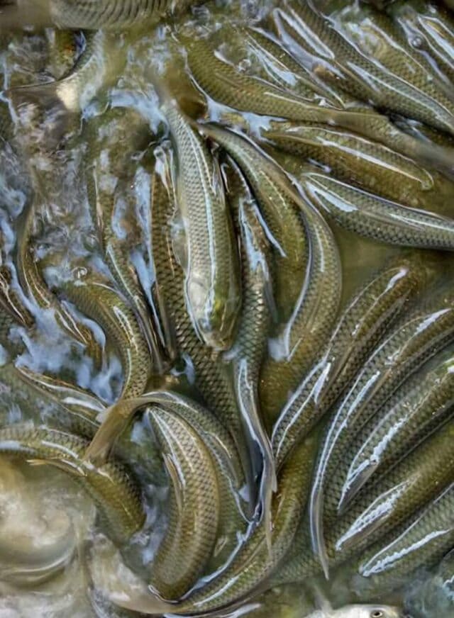 Yêu cầu khi đào ao