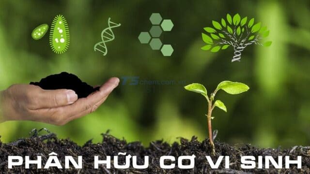Phân loại phân hữu cơ vi sinh