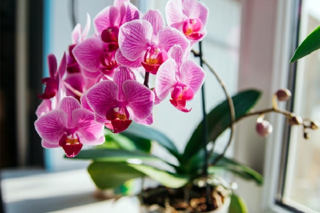 Tác dụng của GE chuối