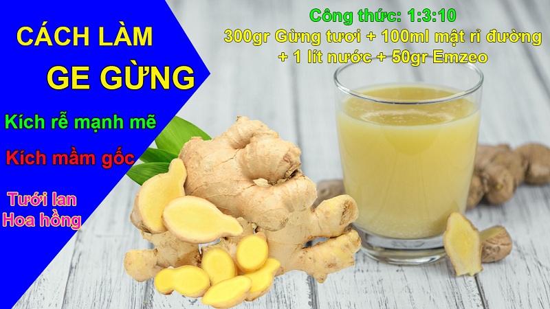 Cách làm GE gừng tại nhà hiệu quả