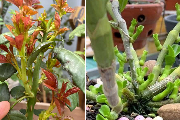 GE gừng có tác dụng kích rễ, kích mầm chồi rất hiệu quả