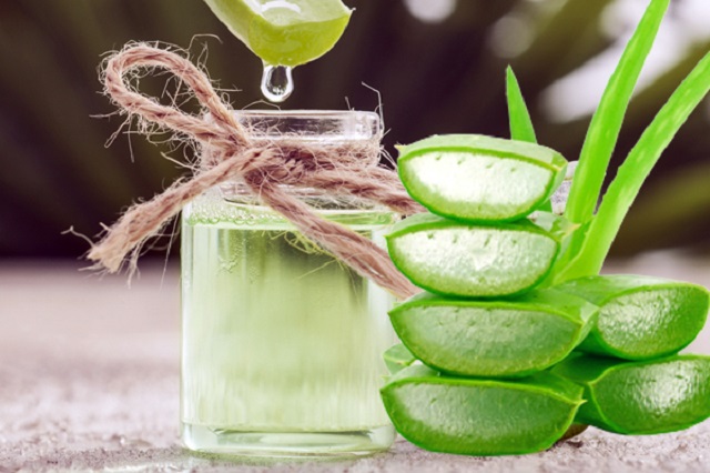 cách làm dịch nha đam tưới cây