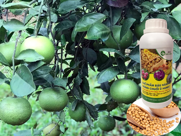 Cách làm tăng độ ngọt cho quả an toàn, chất lượng nhất