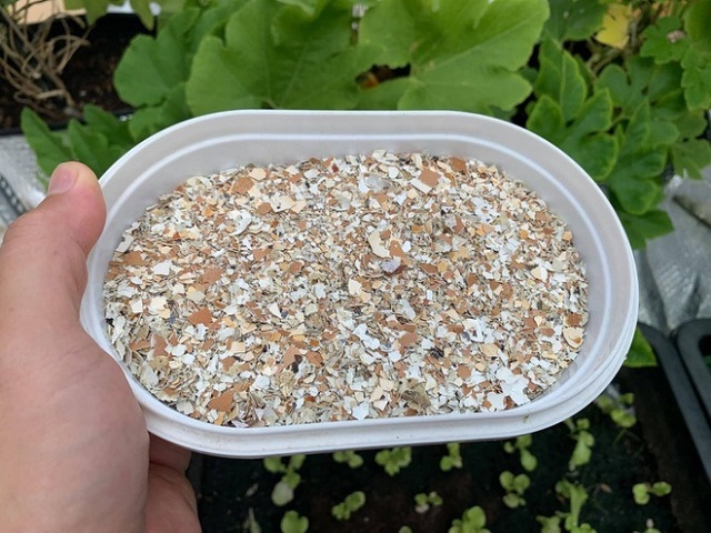 Cần đập nhỏ vỏ trứng trước khi làm phân bón cây