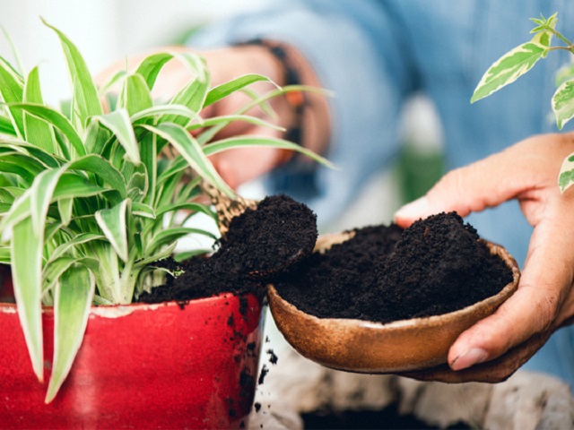 Cách ủ bã cà phê bón cây hiệu quả nhất hiện nay