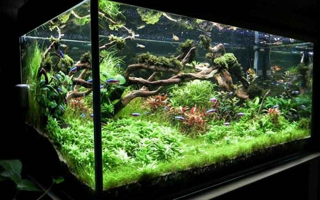 Dùng than hoạt tính lọc nước hồ cá đảm bảo an toàn tiết kiệm chi phí