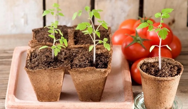 Nên dùng bã trà bón cho một số loại cây ưa phèn