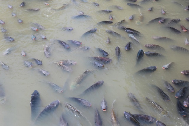 Nguyên nhân của việc ô nhiễm có thể đến từ chính nguồn thức ăn cho cá