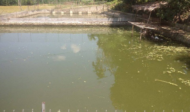 Giải pháp xử lý nước ao cá bị ô nhiễm, hôi thối triệt để