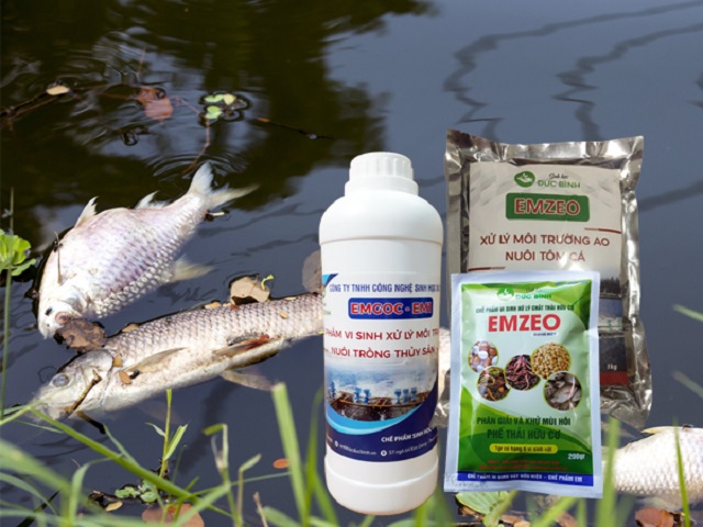 Sử dụng chế phẩm sinh học là giải pháp xử lý ao cá bị ô nhiễm, hôi thối hiệu quả nhất hiện nay